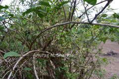 Aspidopterys canarensis